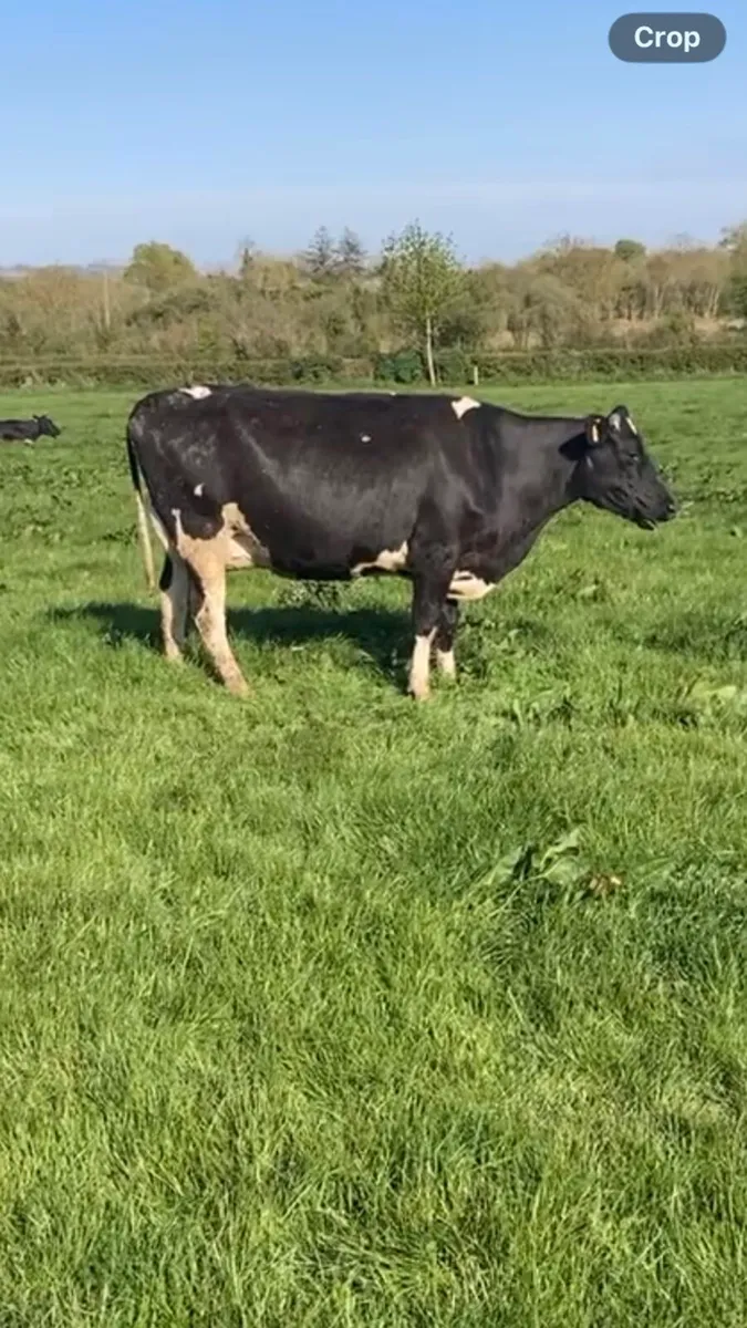 High ebi cows - Image 2