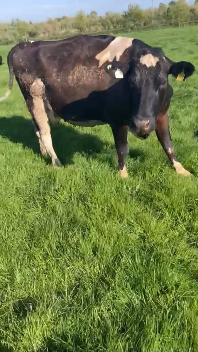 High ebi cows - Image 4