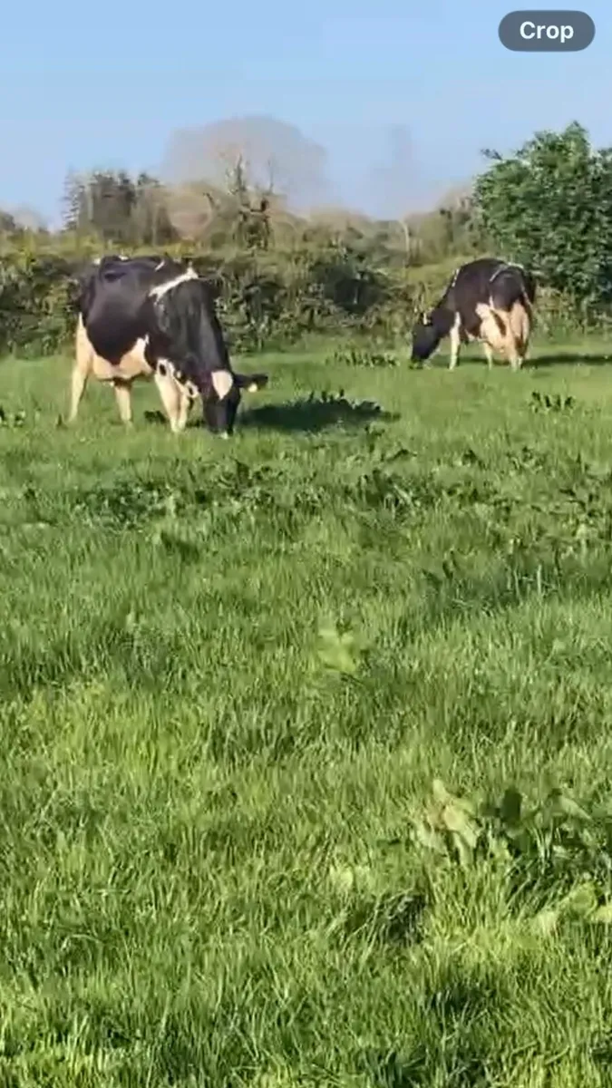 High ebi cows - Image 3