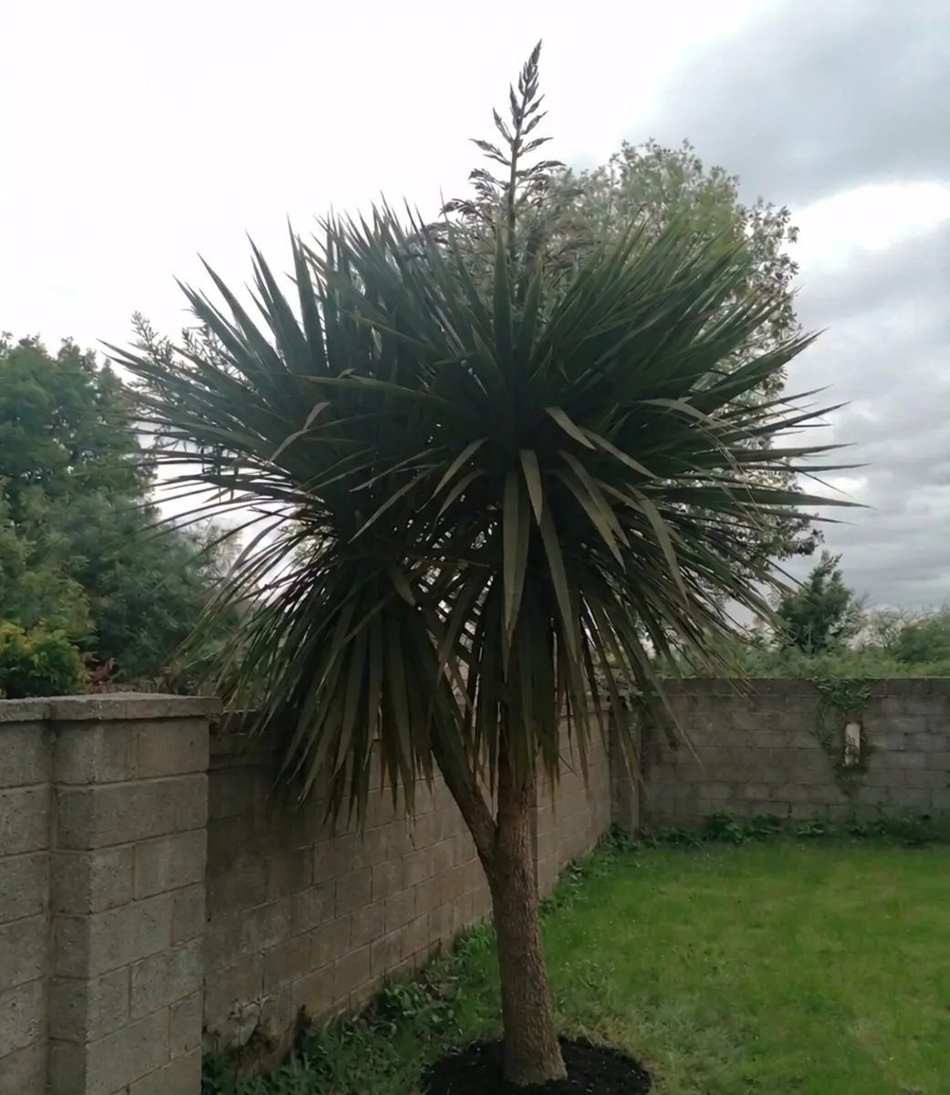 12' Cordyline - Image 1