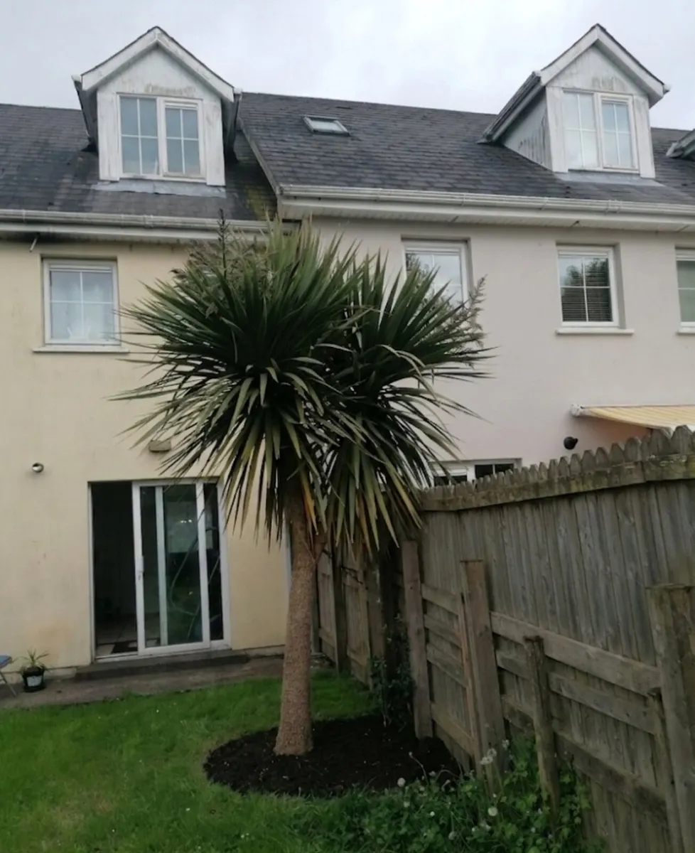 12' Cordyline - Image 2