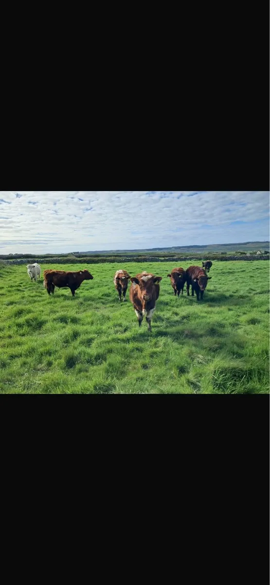 Bullocks - Image 1