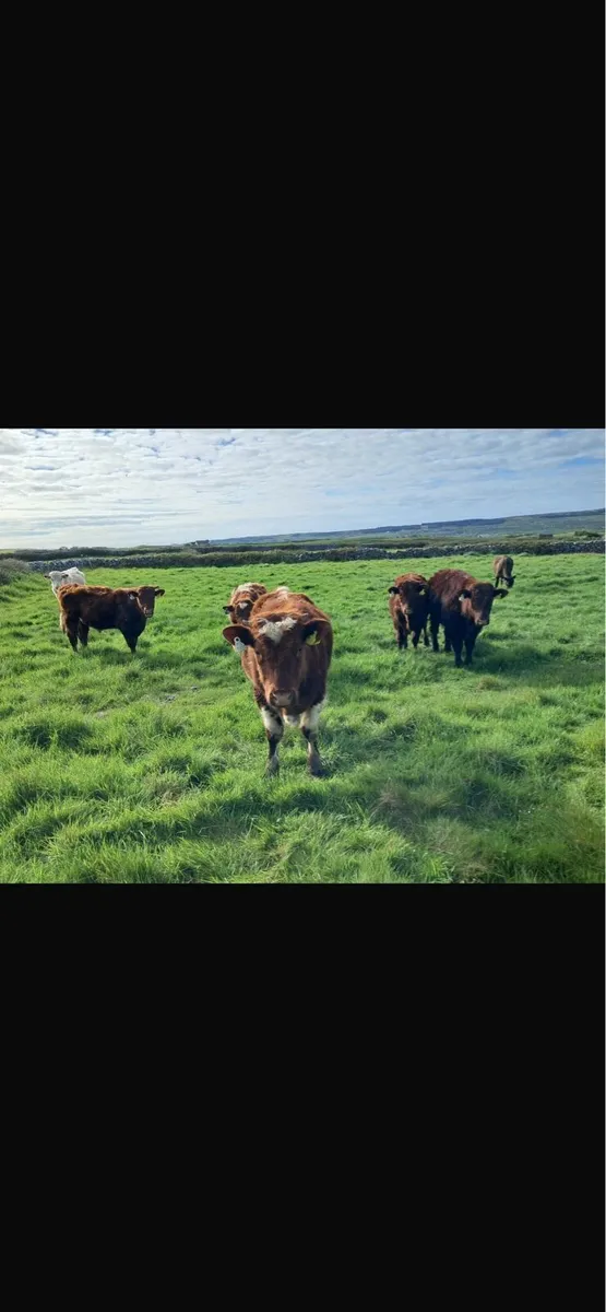 Bullocks - Image 2