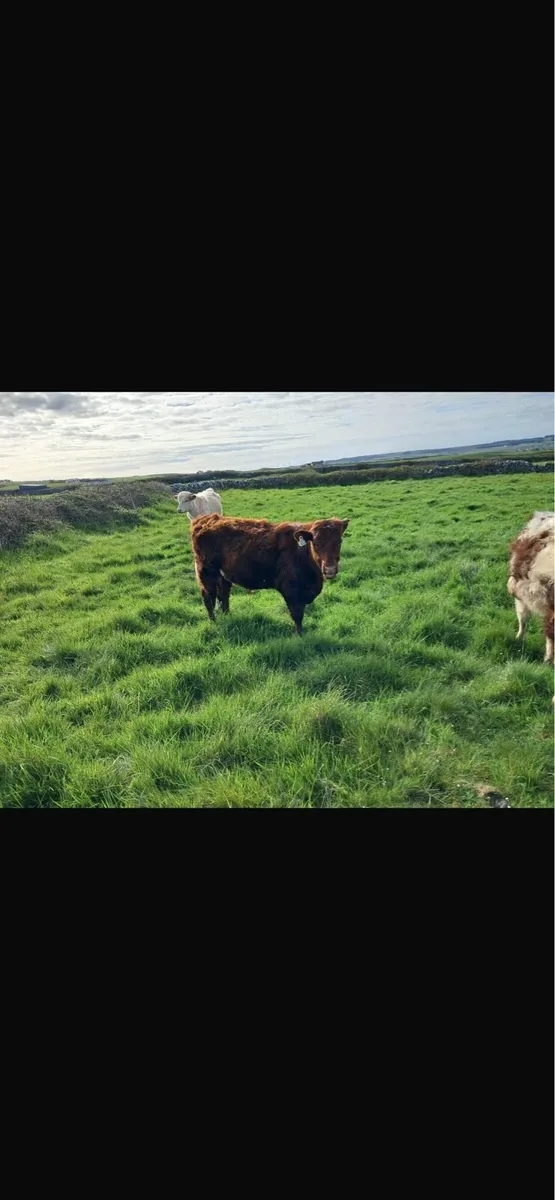 Bullocks - Image 4
