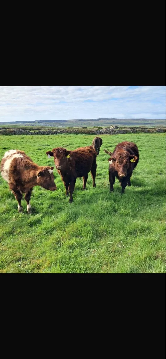 Bullocks - Image 3