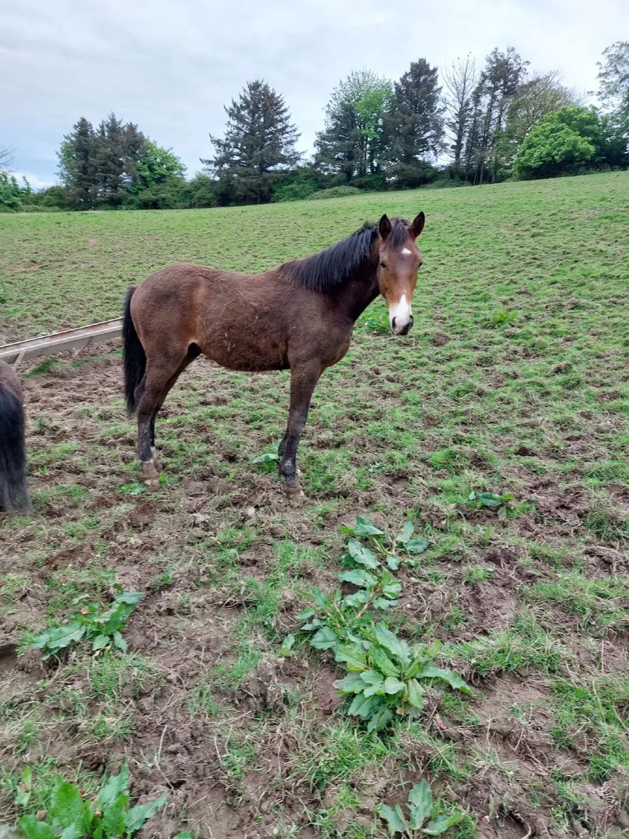 Colt 10 month foal sport horse - Image 4