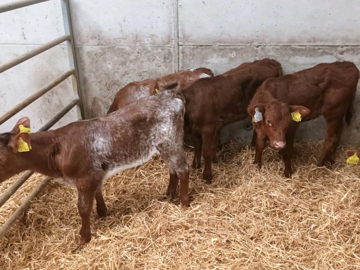 6 SHORTHORN AND SALER HEIFER CALVES FOR SALE - Image 2