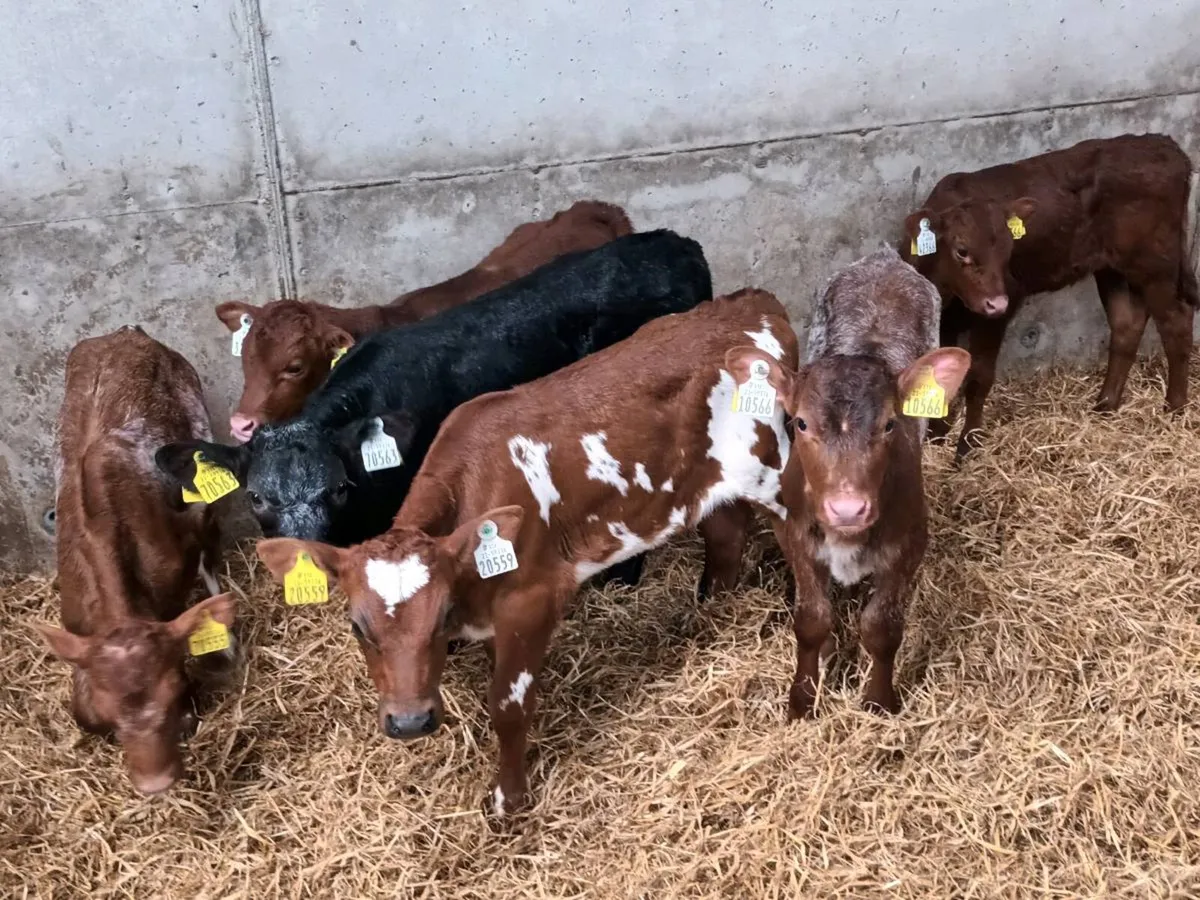 6 SHORTHORN AND SALER HEIFER CALVES FOR SALE - Image 3