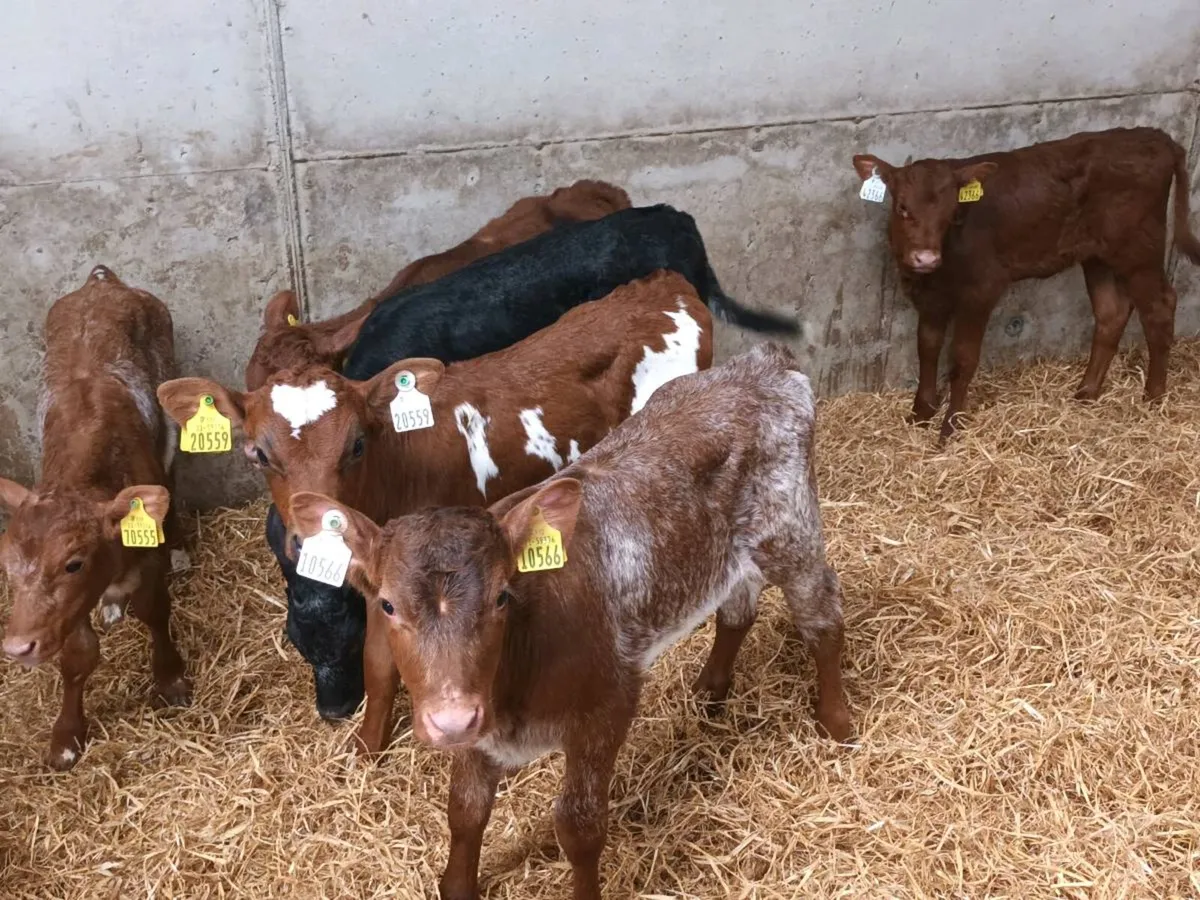 6 SHORTHORN AND SALER HEIFER CALVES FOR SALE - Image 4