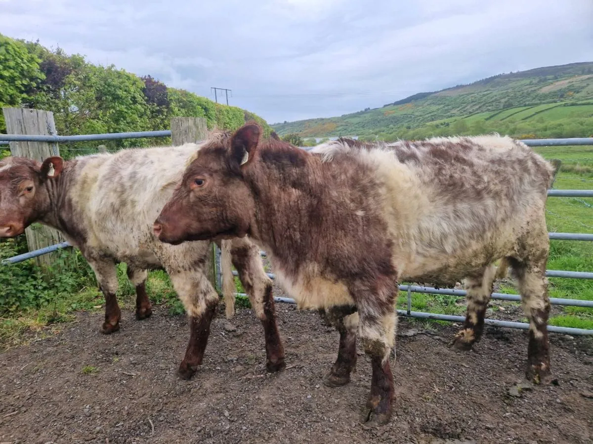Pedigree Shorthorn Heifers 5 star - Image 2