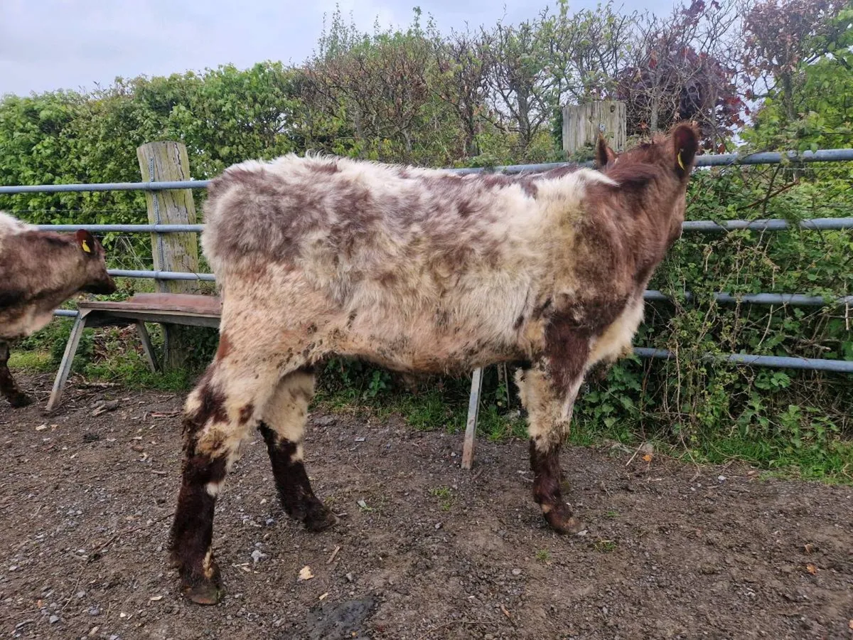 Pedigree Shorthorn Heifers 5 star - Image 4
