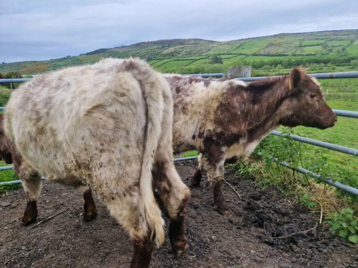 Pedigree Shorthorn Heifers 5 star - Image 3