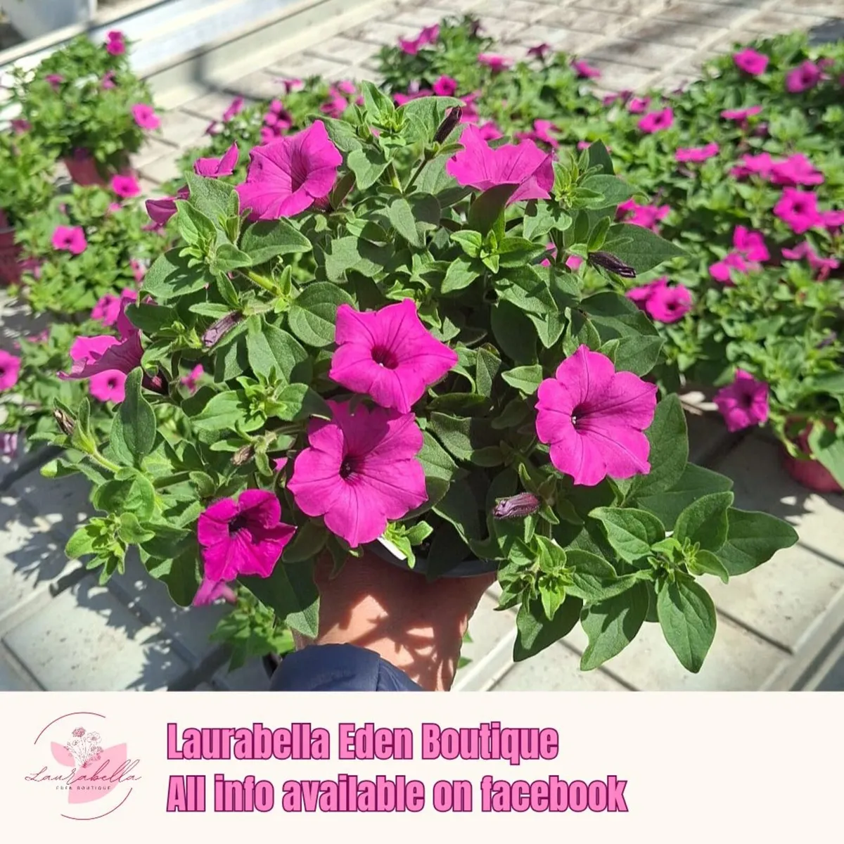 Premium Supertunia Vista plants for sale - Image 1