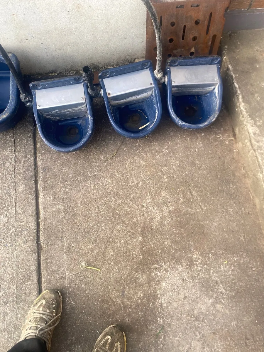 Water drinkers - Image 1