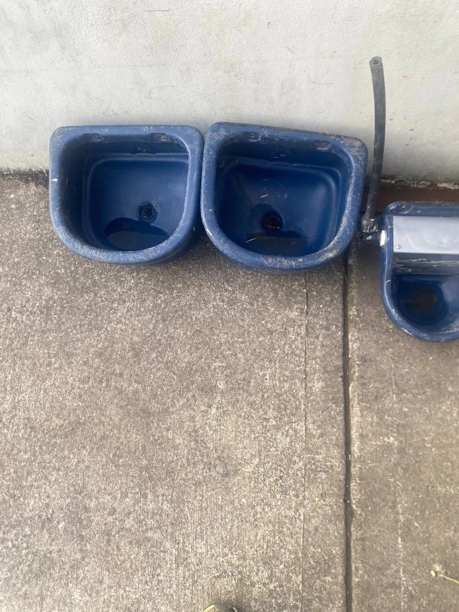 Water drinkers - Image 2
