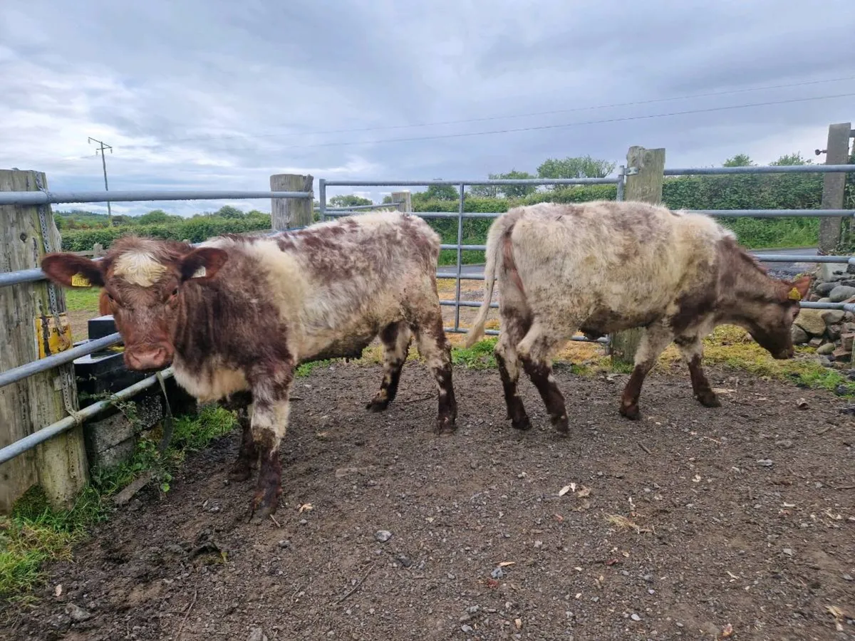 Pedigree Shorthorn Heifers 5 star - Image 1