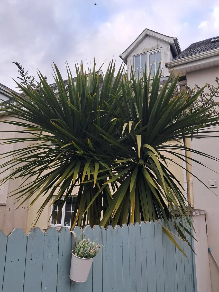 12' Cordyline - Image 3