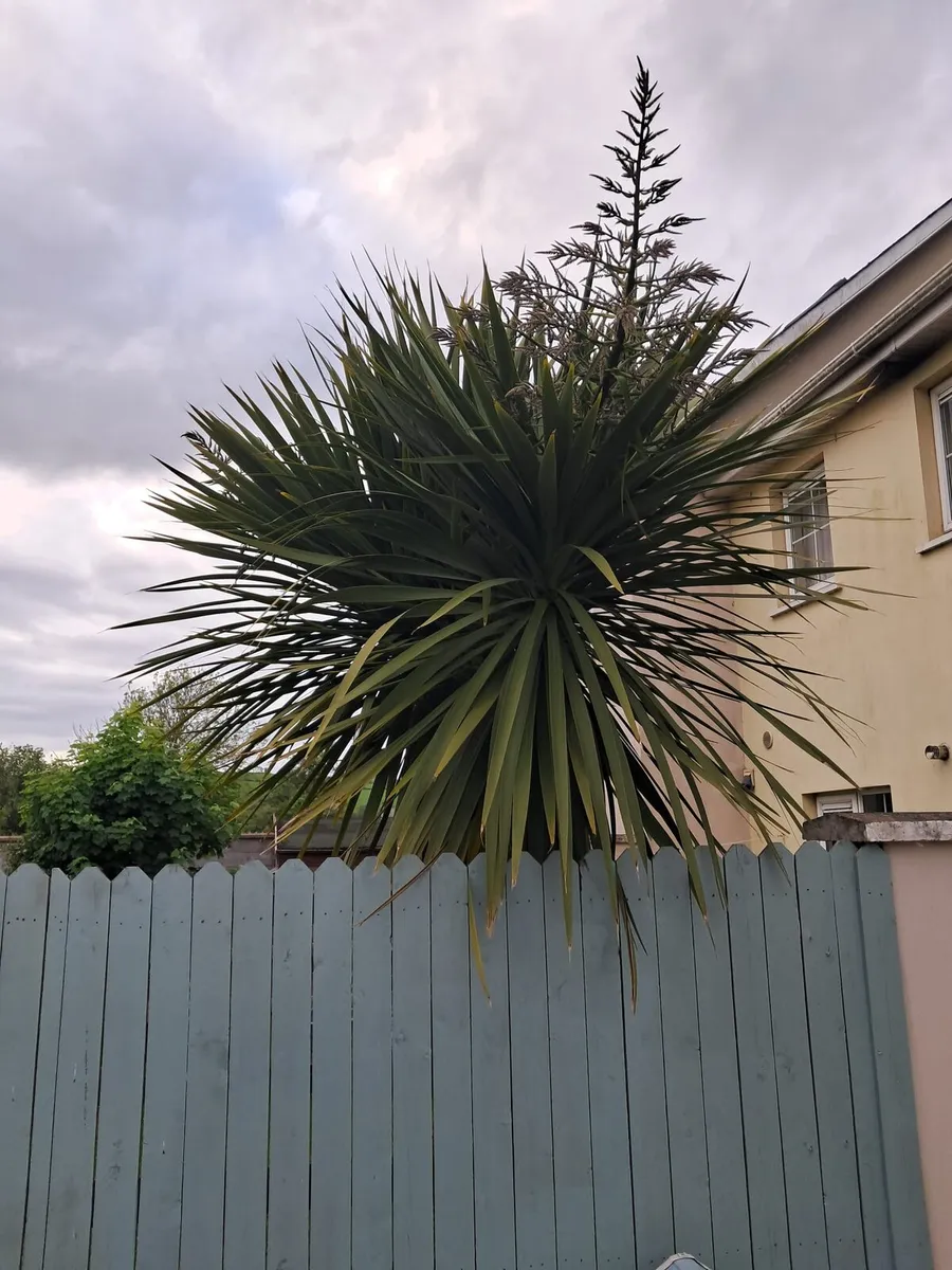 12' Cordyline - Image 4