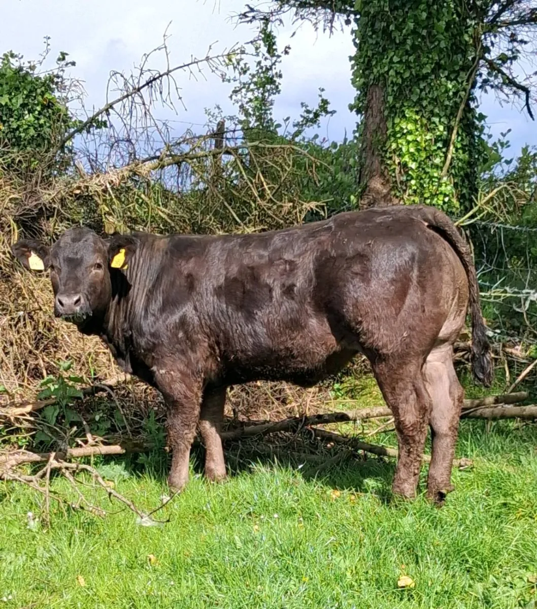 🔥🔥🔥 Breeding heifer 🔥🔥🔥 - Image 1