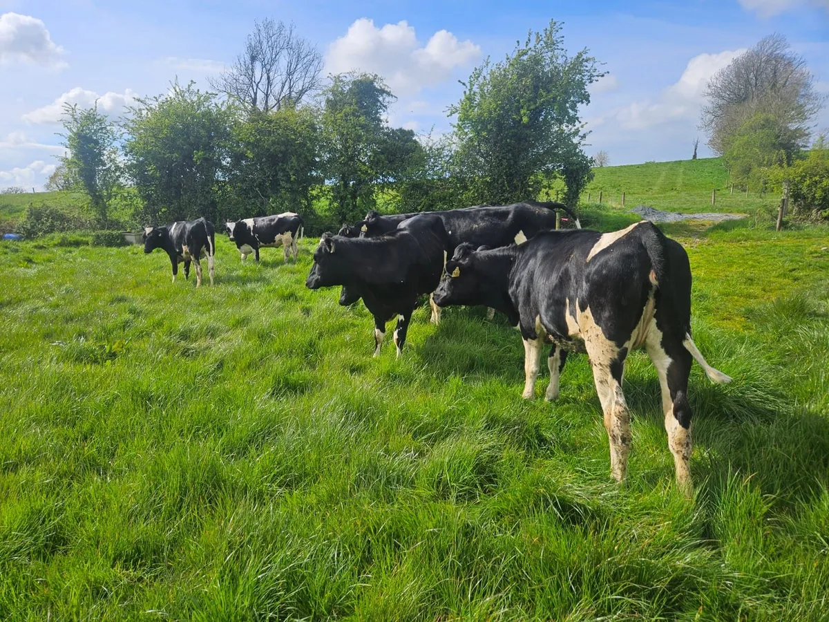 Maiden Dairy heifers- High EBI - Image 3