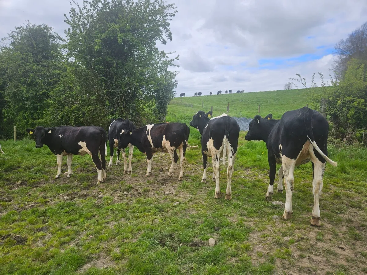 Maiden Dairy heifers- High EBI - Image 1
