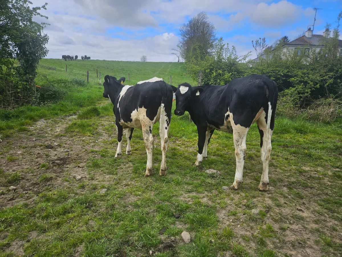 Maiden Dairy heifers- High EBI - Image 2