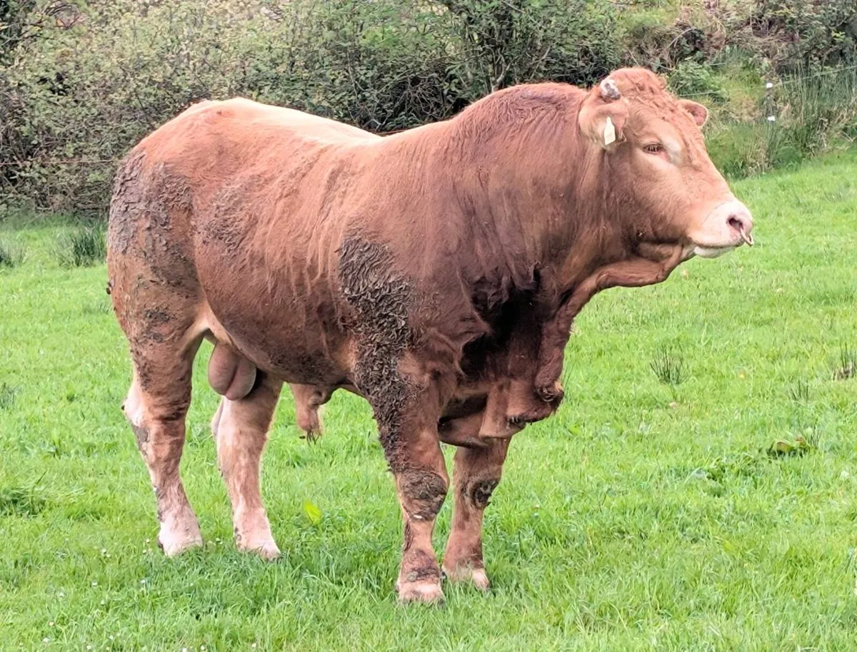 Plumtree Fantastic Limousin Bull - Image 3