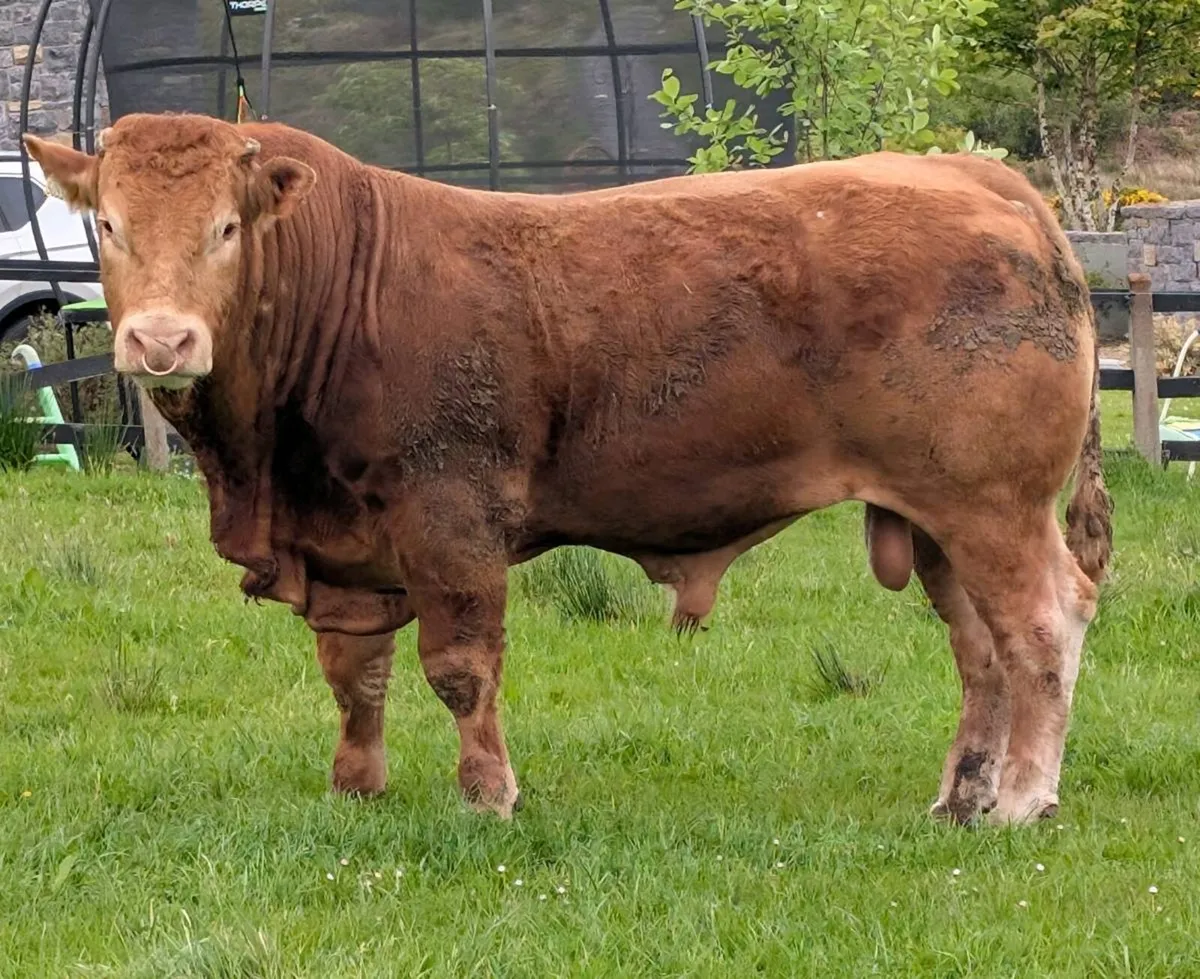 Plumtree Fantastic Limousin Bull - Image 4