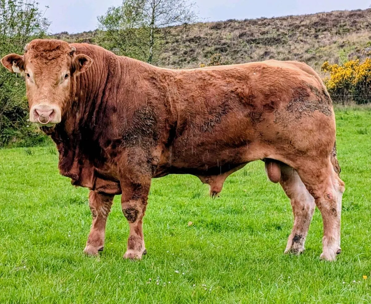 Plumtree Fantastic Limousin Bull - Image 2