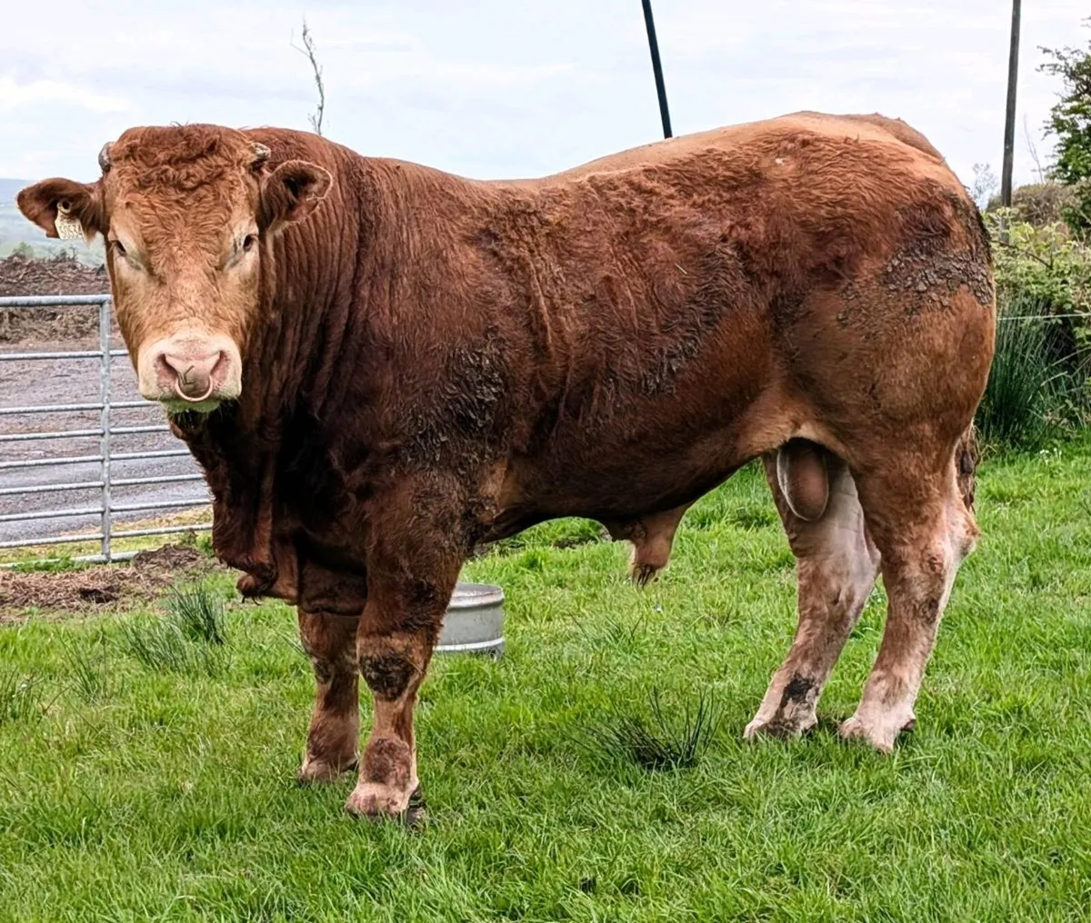 Plumtree Fantastic Limousin Bull - Image 1