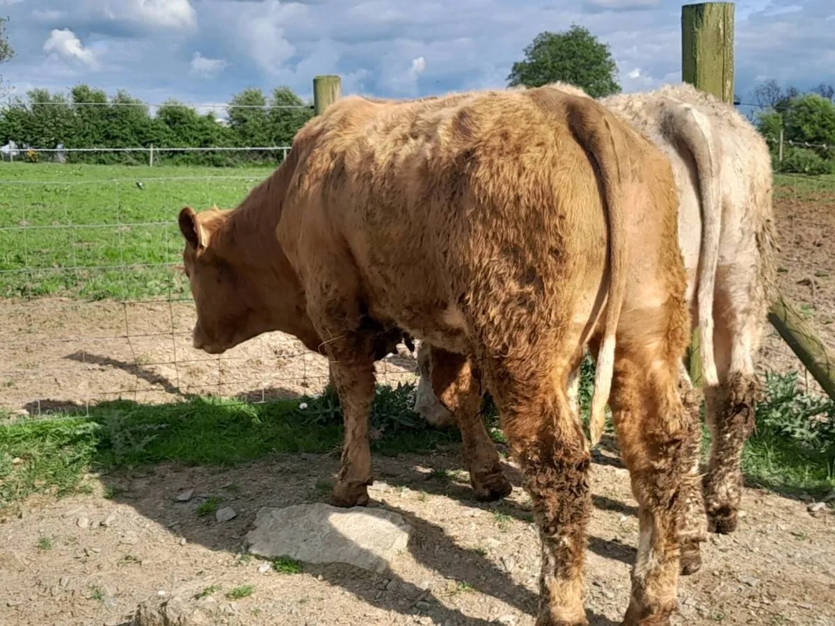 5 Smashing Charlaois bullocks - Image 2