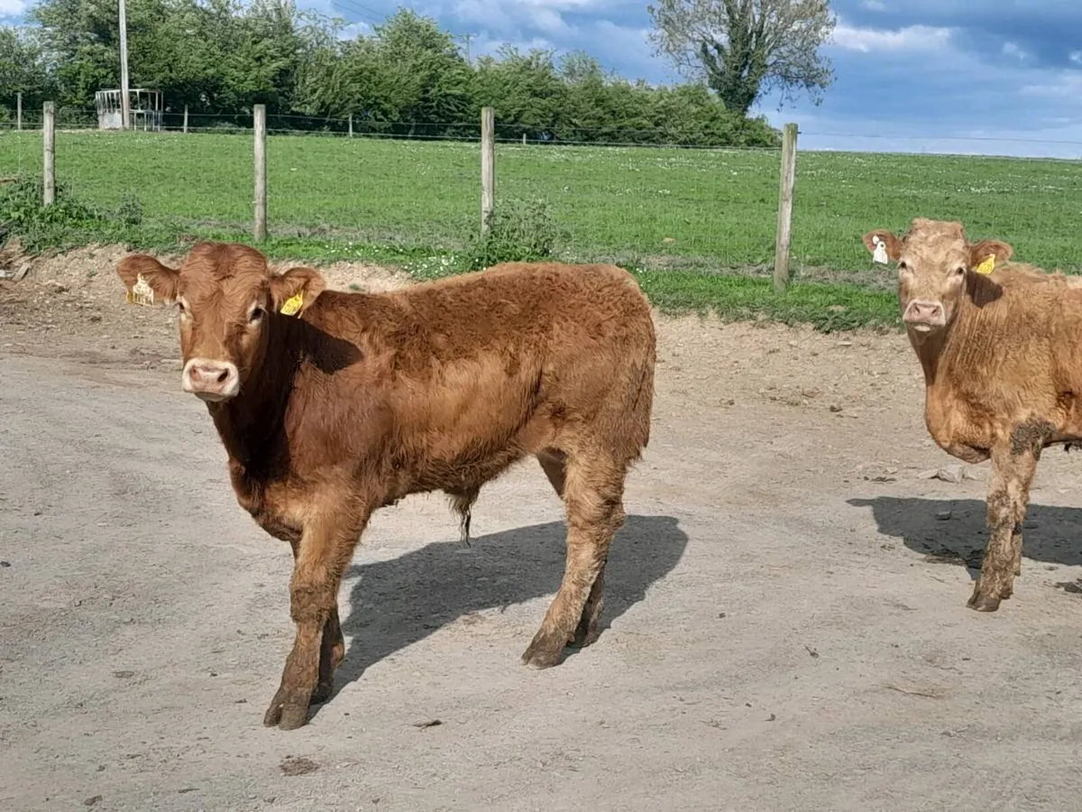 5 Smashing Charlaois bullocks - Image 3