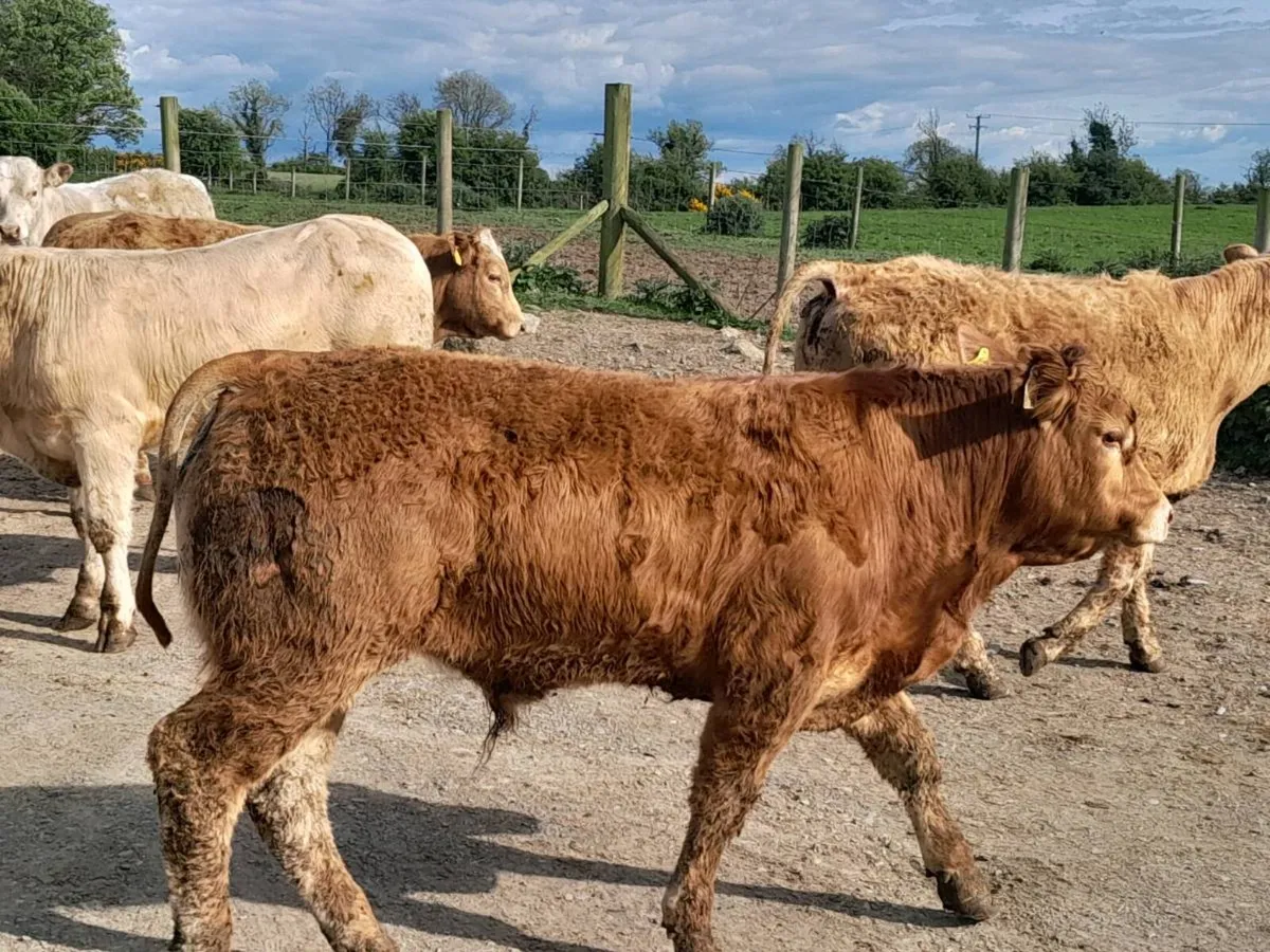 5 Smashing Charlaois bullocks - Image 4