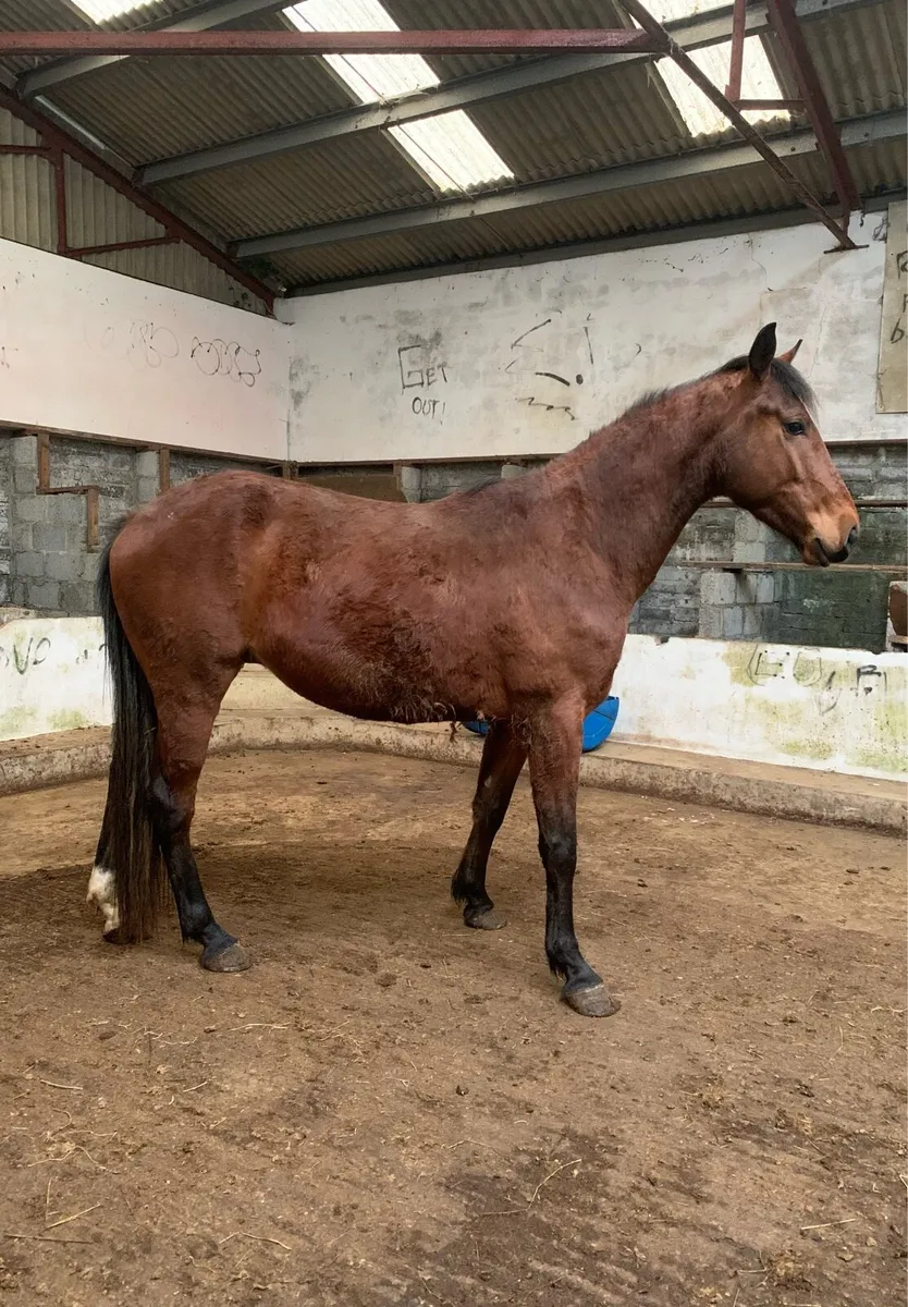 4 year Old Gelding - Image 2