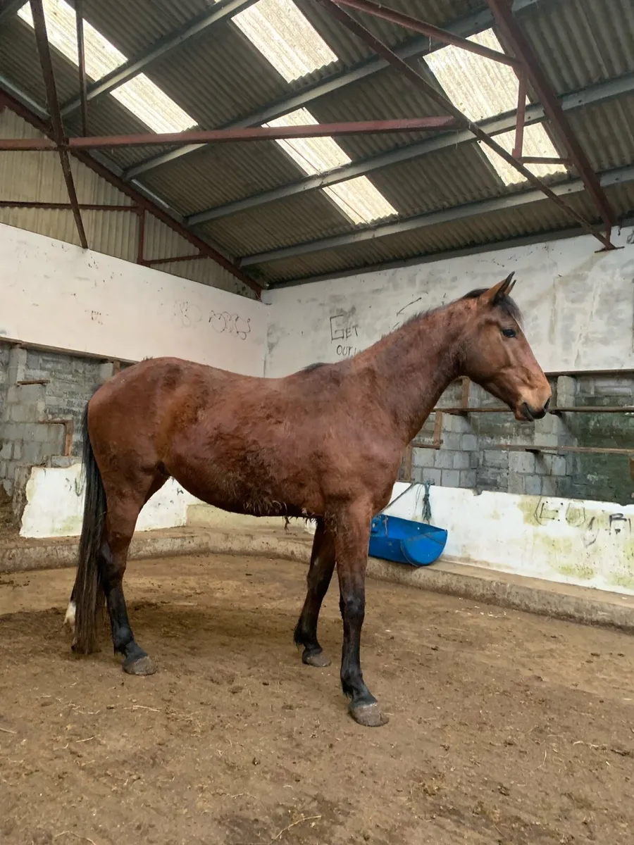 4 year Old Gelding - Image 4