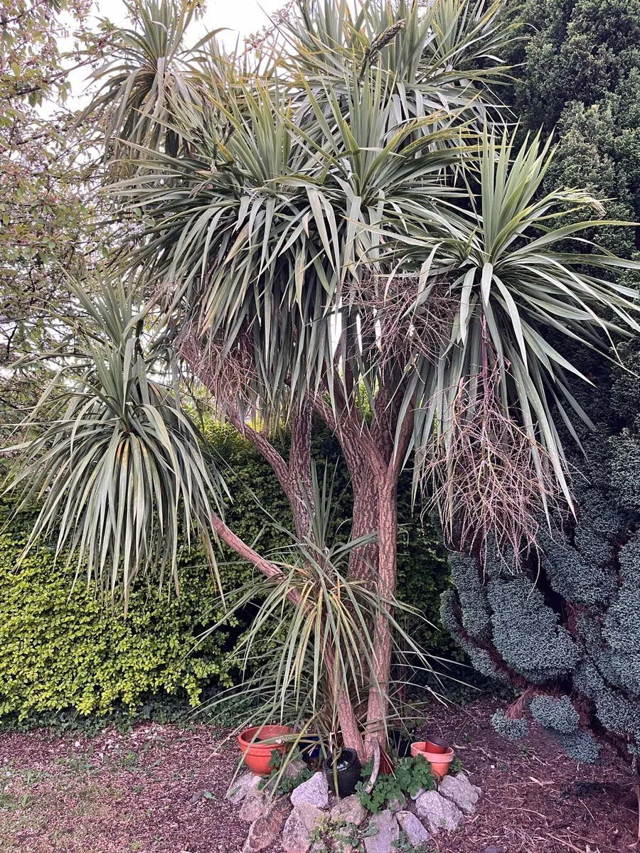 Palm Tree - Mature - Image 1
