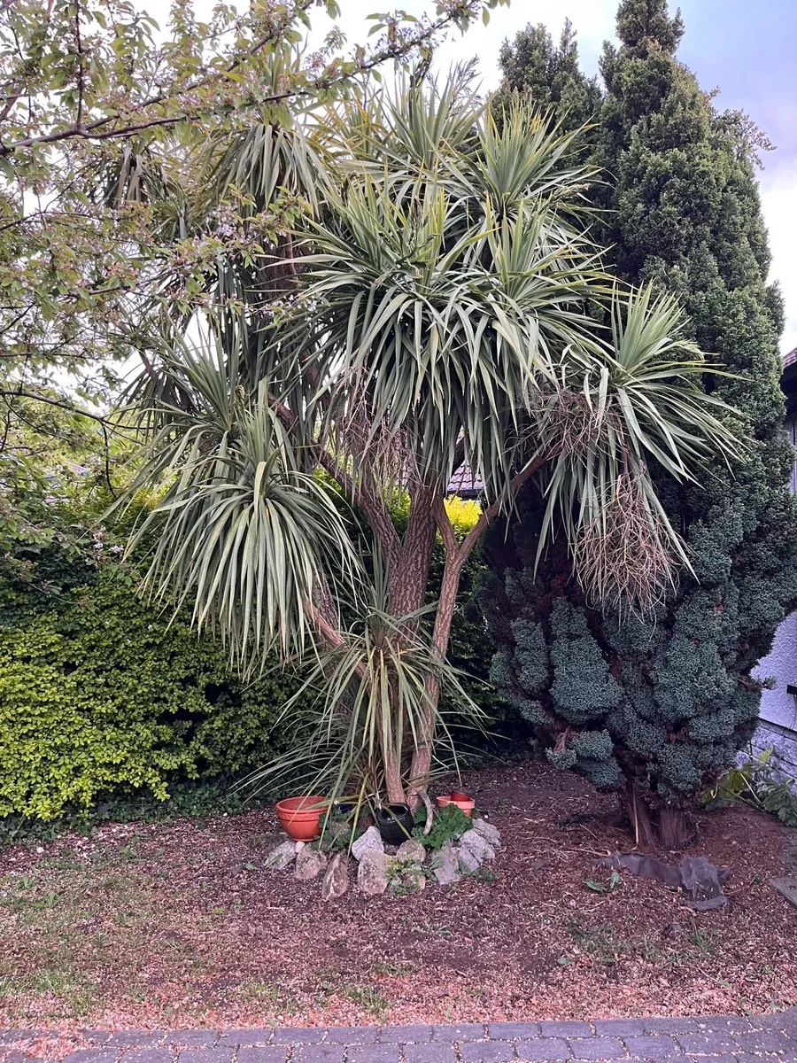 Palm Tree - Mature - Image 2