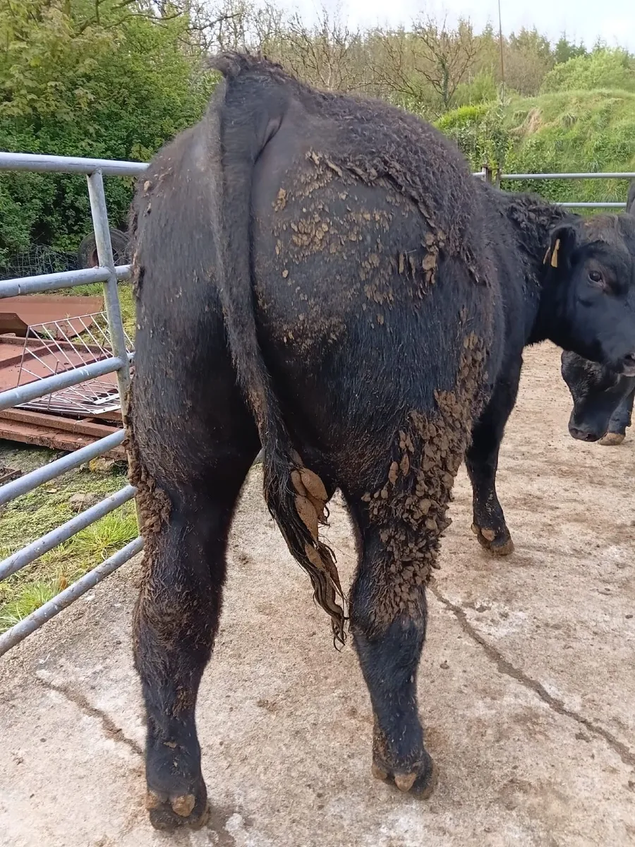 PBR Angus Bulls - Image 2