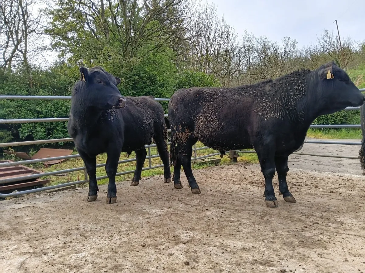 PBR Angus Bulls - Image 3