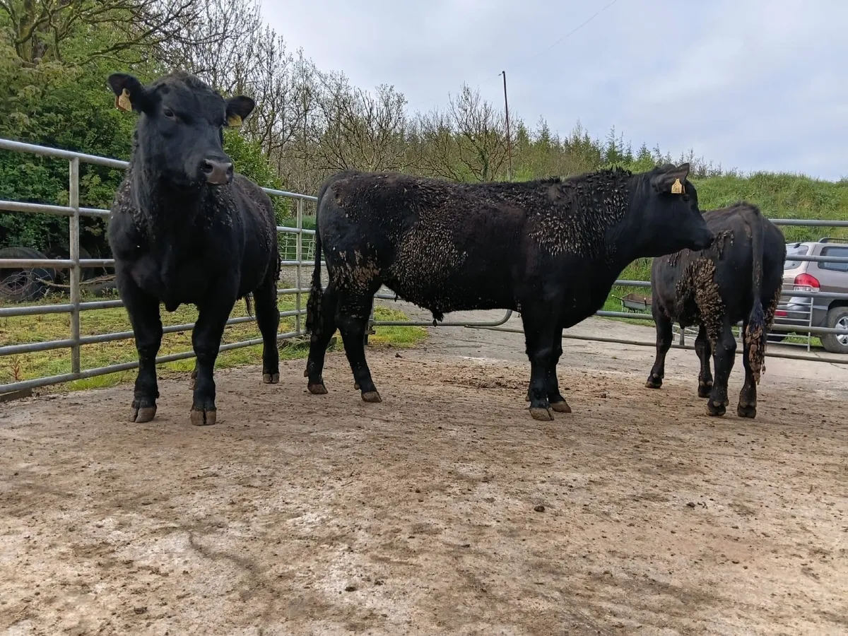 PBR Angus Bulls - Image 1