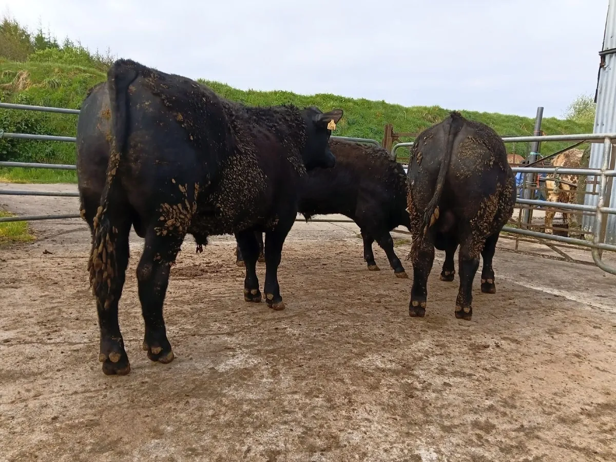 PBR Angus Bulls - Image 4