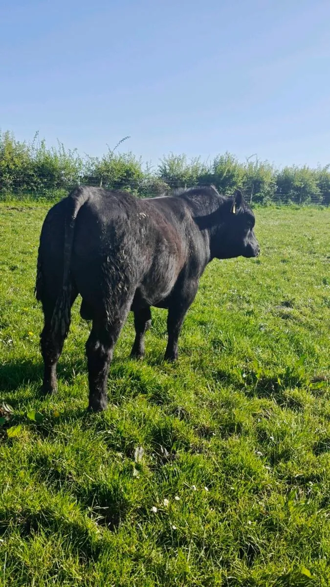 Angus+Hereford bulls for Cows and Heifers - Image 3