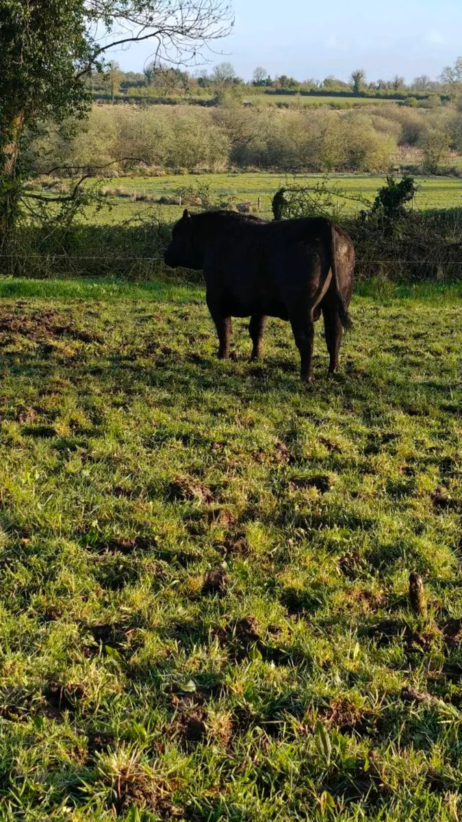 Angus+Hereford bulls for Cows and Heifers - Image 4