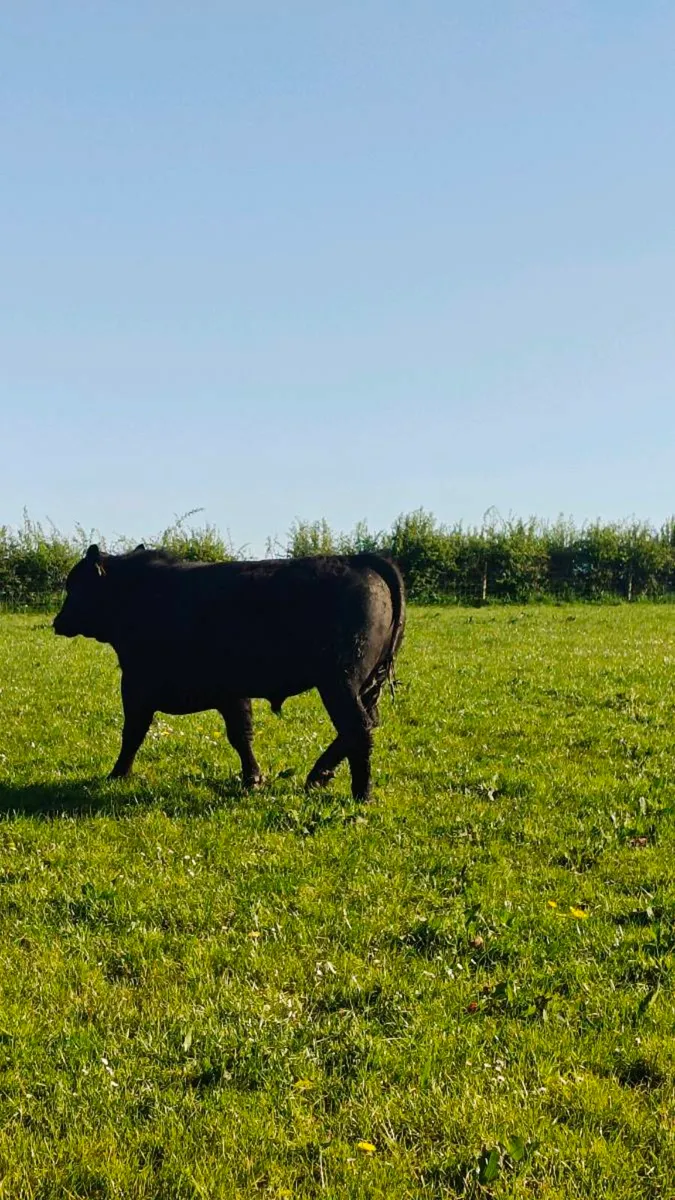 Angus+Hereford bulls for Cows and Heifers - Image 2