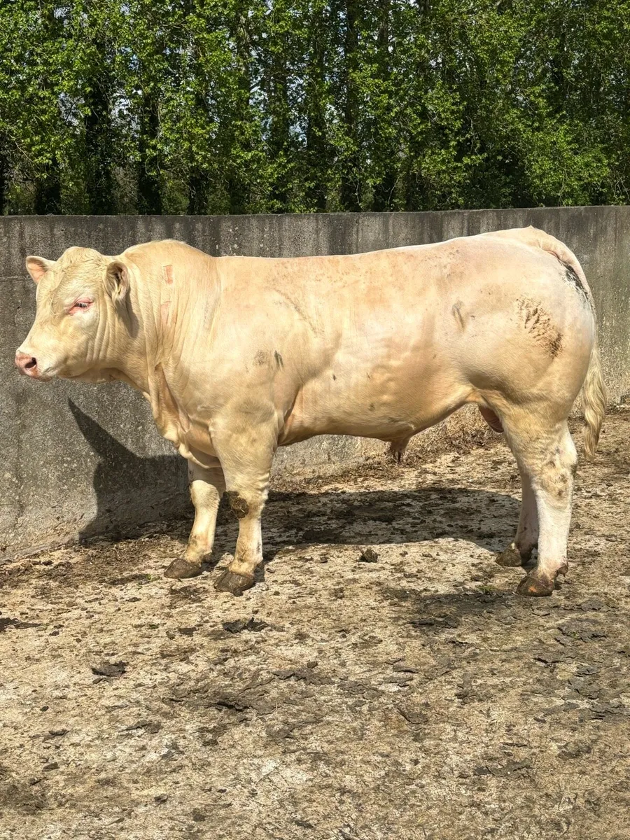 🌟Pedigree Charolais Bulls 🌟 - Image 1