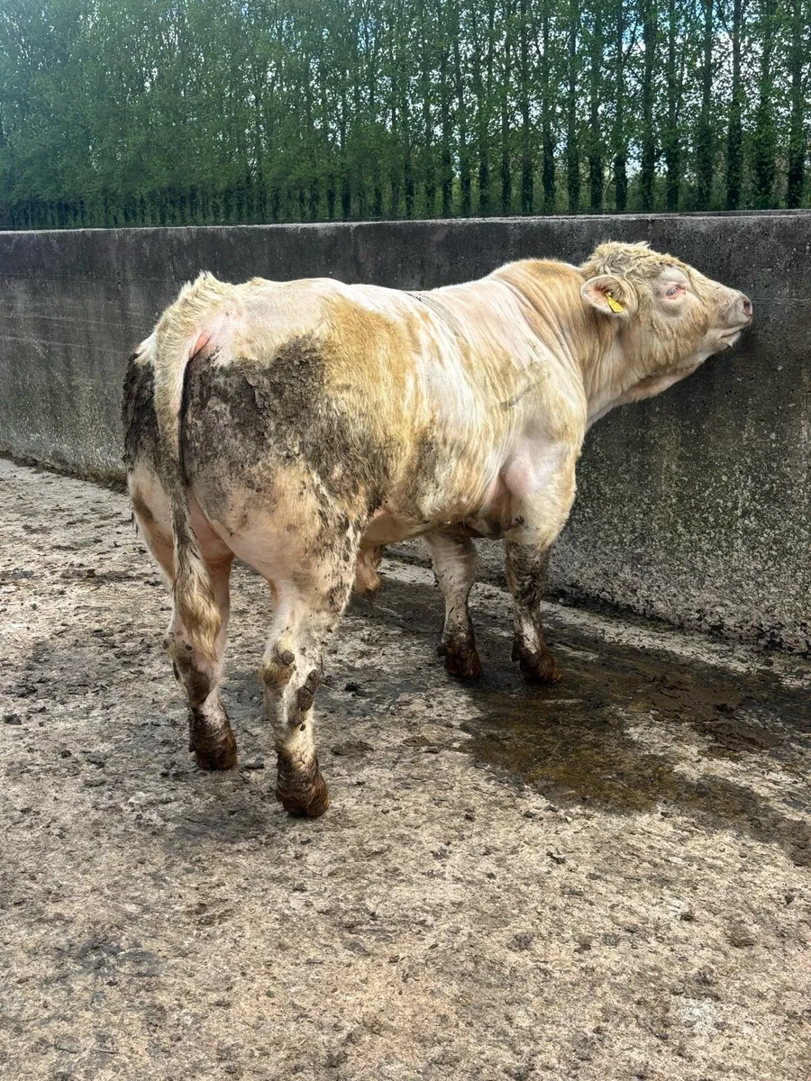 🌟Pedigree Charolais Bulls 🌟 - Image 2