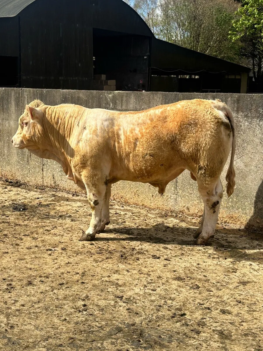 🌟Pedigree Charolais Bulls 🌟 - Image 3
