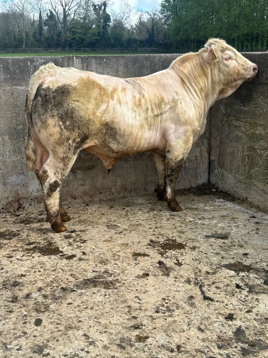 🌟Pedigree Charolais Bulls 🌟 - Image 4