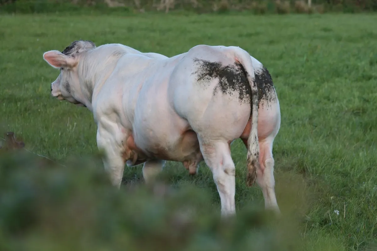 Pedigree charolais bull - Image 1