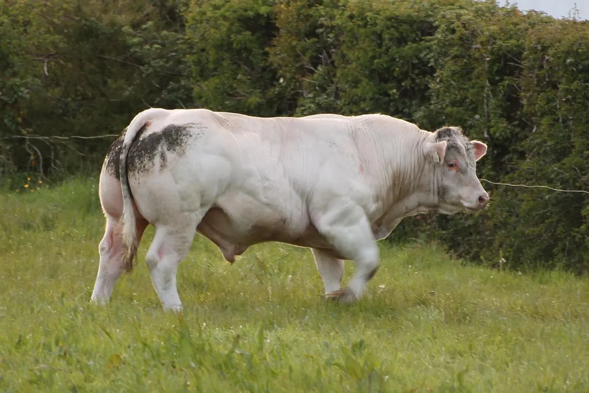 Pedigree charolais bull - Image 2
